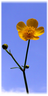 Infos über nachhaltige Geldanlagen, ethische Investments, grünes Geld, Sustainable bzw. Socially Responsible Investing SRI, die Kapital nach sozialen, ökologischen, ethischen und ökonomischen Kriterien anlegen, und deren Wirkung, Strategien, Grundlagen und Entwicklung sowie die Performancemessung von Aktienfonds (performance measurement)