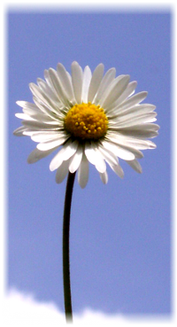 Infos über nachhaltige Investments, ethische Geldanlagen, grünes Geld, Sustainable bzw. Socially Responsible Investing SRI, die Kapital nach sozialen, ökologischen, ethischen und ökonomischen Kriterien anlegen, und deren Wirkung, Strategien, Grundlagen und Entwicklung sowie die Performancemessung von Aktienfonds (performance measurement)